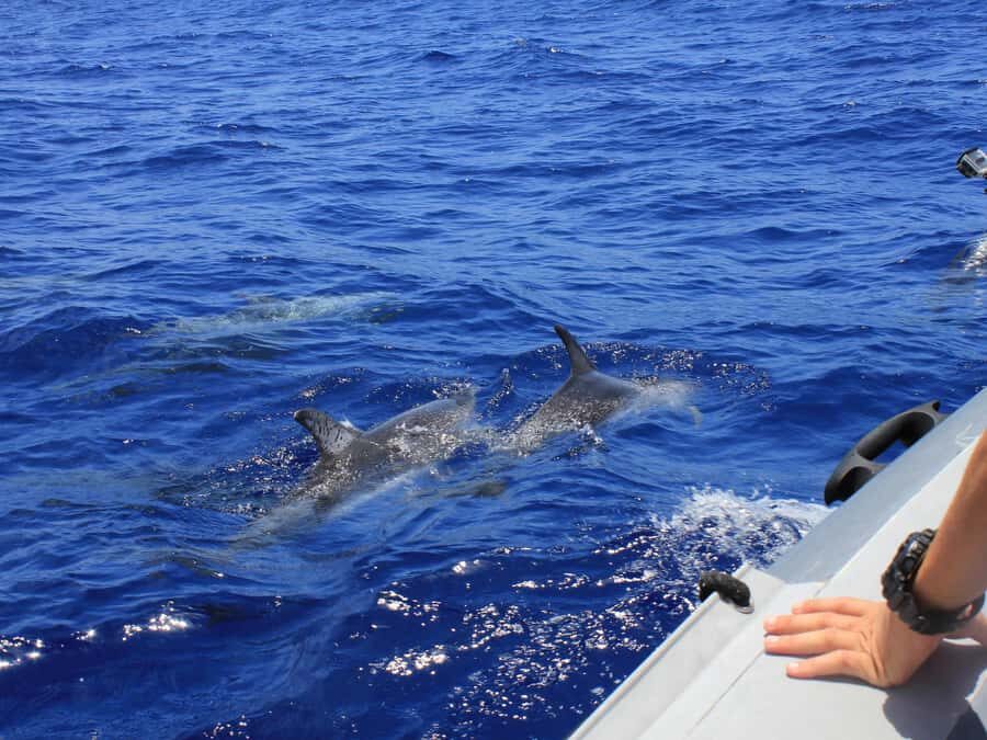 From Muscat: Discover Dolphins Day Trip - Marina Bandar Al Rawdha: Starting Point for a Smooth 2 Hours