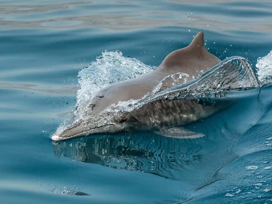 From Muscat: Discover Dolphins Day Trip - Should You Book Discover Dolphins Day Trip From Muscat?