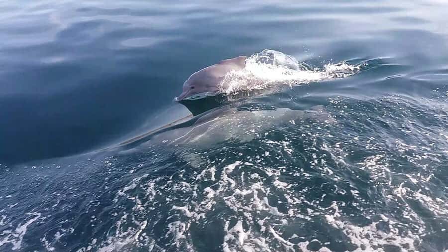 From UAE: Musandam Khasab Dolphin Watching Trip with Lunch - Key Points That Matter Before You Go
