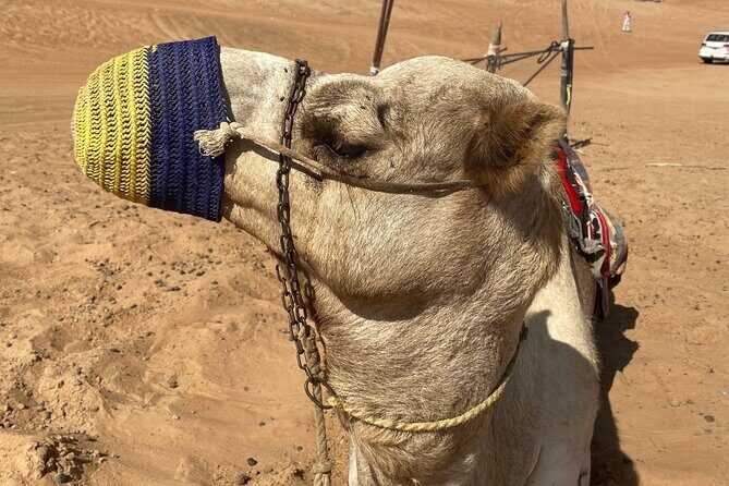 Full-Day Private Tour of Wahiba Sands Desert and Wadi Bani Khalid - Lunch, bottled water, coffee or tea: the small inclusions that save time