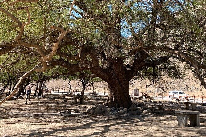 Half-Day Private Salalah East Tour - Stop 5: The Earth Gravity Controversial Anti-Gravity Point (10 Minutes)