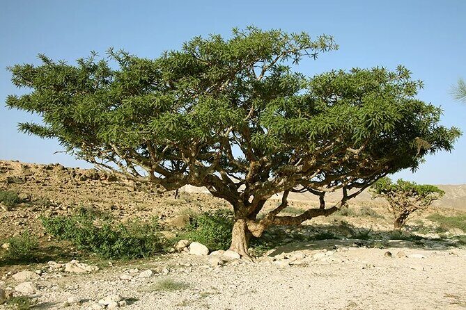 Historical Salalah City Tour - Salalah in half a day: how the route stays logical