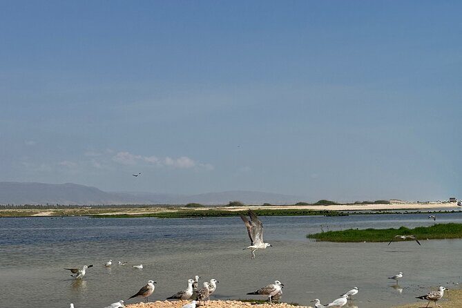 Historical Salalah City Tour - Central Market, Al-husn Souq, Haffa beach: the rhythm of everyday Salalah