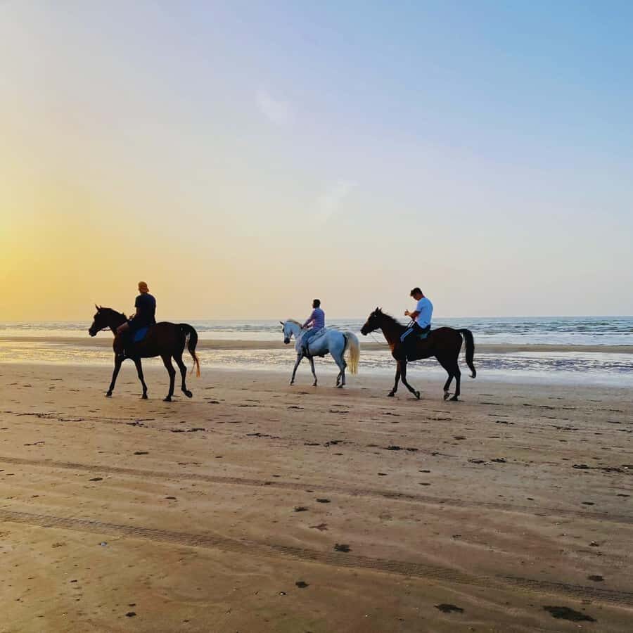 Horse riding in muscat beach - Key points to know before you go