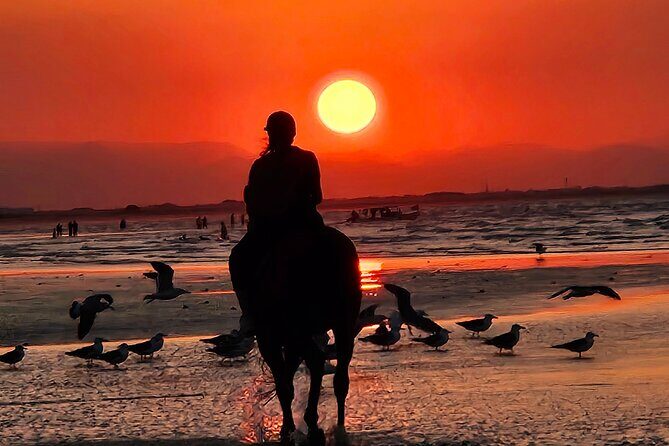 Horseback Riding Muscat Beach - Price and Value: Is $76.66 for One Hour Worth It?
