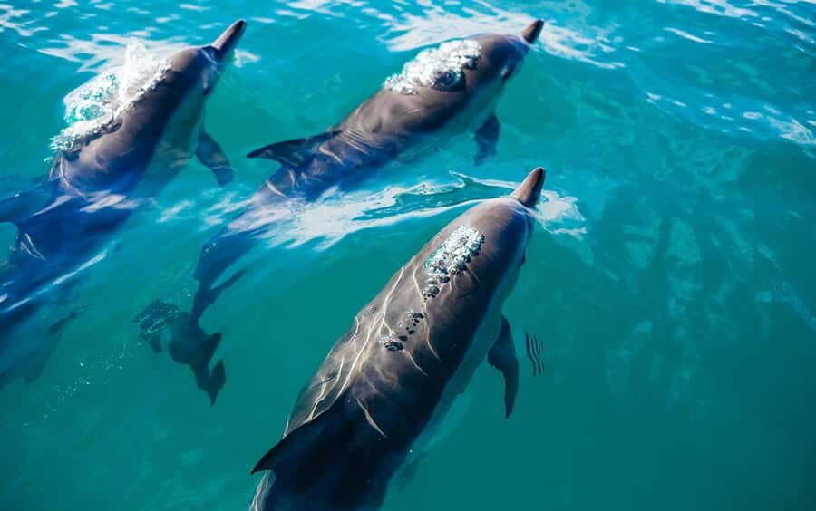 Khasab: Dolphin Watching Day Tour with Snorkeling & Lunch - Getting to the day tour: Khasab Port and a dhow that feels real