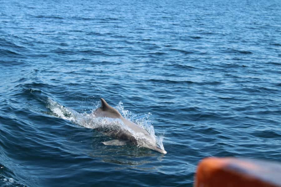 Khasab: Half-Day Dhow Cruise, Dolphin Watching, & Snorkeling - Khasab Dhow Cruise: Why the Fjords Work So Well for a Half-Day