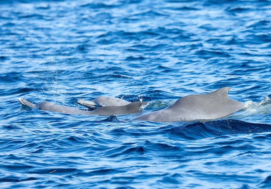 Khasab: Half-Day Dhow Cruise with Dolphin Watching - What’s Included Onboard: Food, Drinks, and Small Comfort Wins