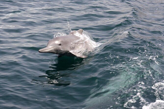Khasab Musandam Half Day Dhow Cruise and Snorkeling Trip - Comfort, food, and the short 3-hour pacing