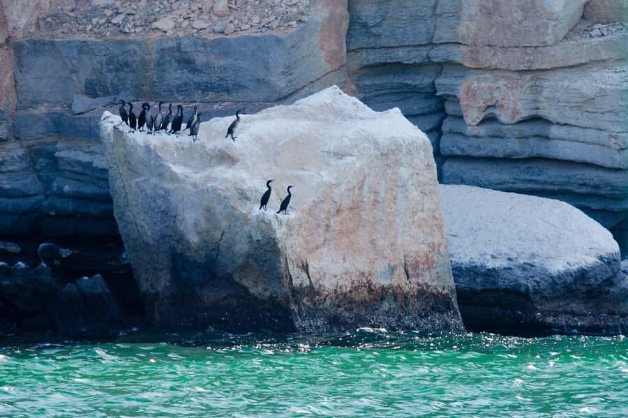 Khasab Musandam |Telegraph Island |Dhow Cruise | Dolphins - Food, drinks, and what’s included onboard