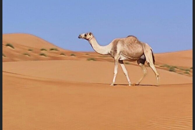Luxury Overnight Desert Safari in Salalah - Ubar: The UNESCO-Linked Legend Stop