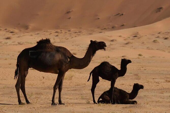 Luxury Overnight Desert Safari in Salalah - Empty Quarter Dune Bashing: The Main Event (3–4 Times)