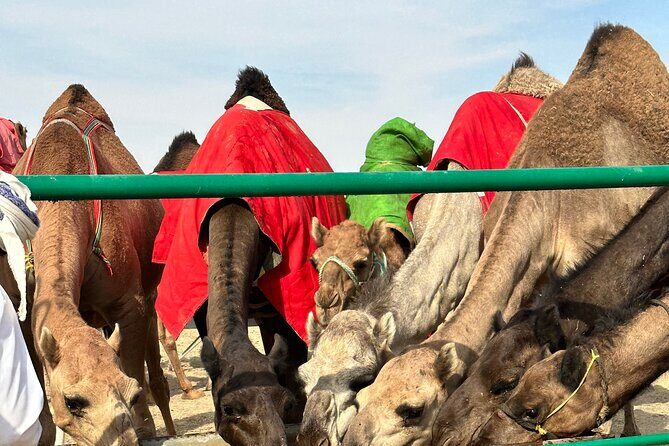 Luxury Overnight Desert Safari in Salalah - Guides and Service: What You Can Expect in Real Life