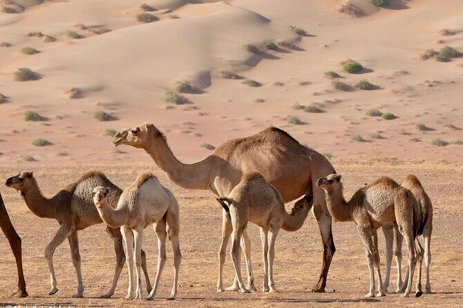 Luxury Sunset Desert Safari - The Lost City of Wubar (UNESCO): the Atlantis of the Sands moment
