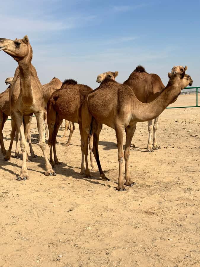 Luxury Sunset Desert Safari at Salalah Empty Quarter - Key highlights worth planning around
