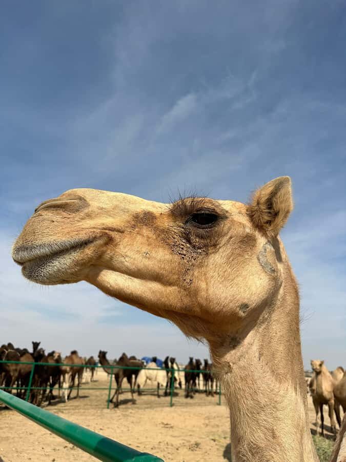 Luxury Sunset Desert Safari at Salalah Empty Quarter - Sunset on the dunes: where the luxury really shows