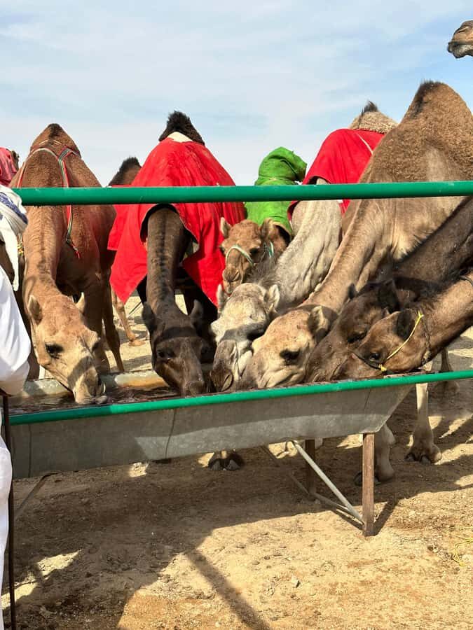 Luxury Sunset Desert Safari at Salalah Empty Quarter - Price and value: is $138 per person worth it?