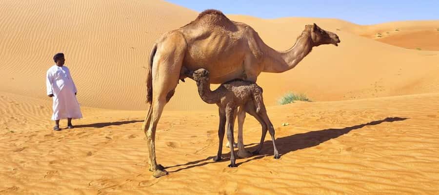 Luxury Sunset Desert Safari at Salalah Empty Quarter - Wadi Dokha: frankincense country and why this stop is more than a photo break