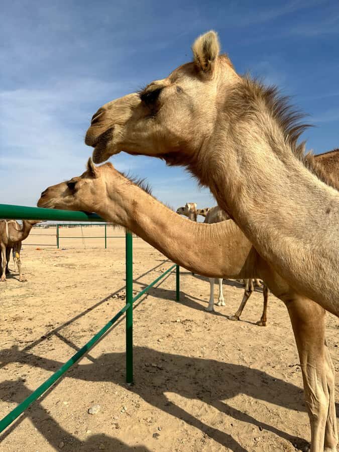 Magical Desert Safari By Land Cruise in Empty Quarter - Thumrait and Ubar (optional): Bedouin settlement and the Atlantis-of-sand question