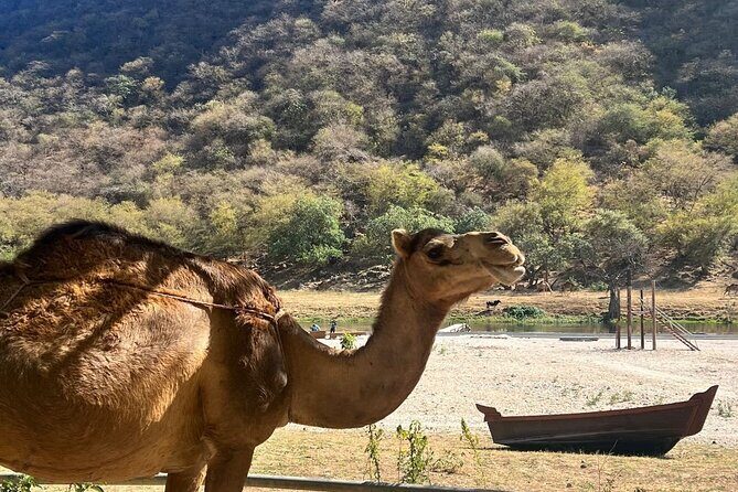 Mountain Safari, Camels, waterfalls & lunch (Group Tour) - Taqah Fishing Village Stops: Town, Castle, Sea Views