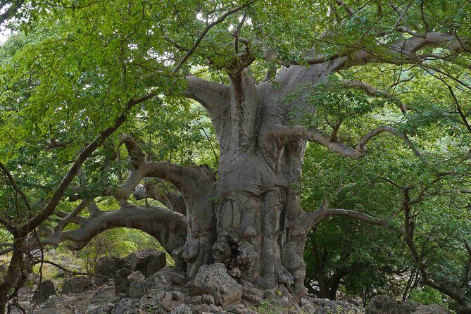 Mountain Tour - Darbat falls, Jebel Samhan, sinkholes, baobabs - Jabal Samhan viewpoints at 1340 m: plains, sea, and dragon trees