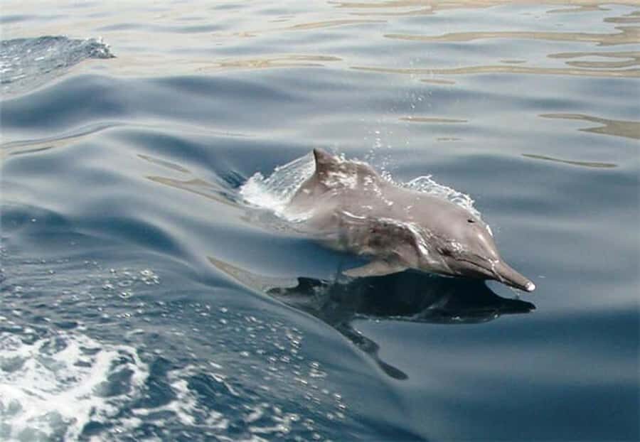 Musandam Khasab Full-Day Cruise with Transfers & Lunch - The early 6:30 pickup and border crossing to Khasab