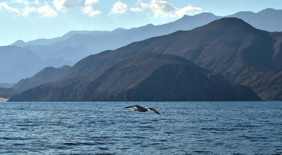 Musandam Khasab Full-Day Cruise with Transfers & Lunch - Dolphins: how likely are you to see them?