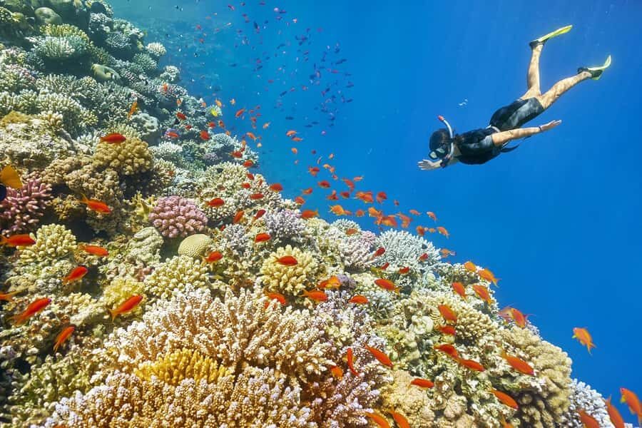 Muscat: 4-Hour Snorkeling Tour with Dolphin watching - Key Points You Should Know Before You Go