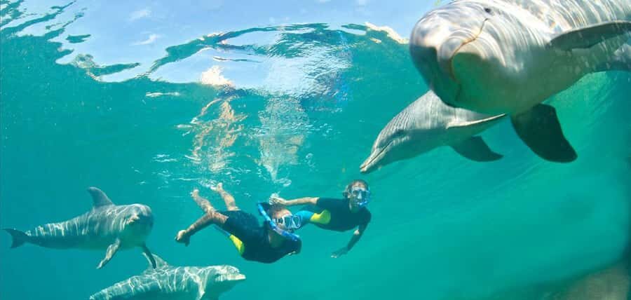 Muscat: 4-Hour Snorkeling Tour with Dolphin watching - Dolphin Watching: The Bonus Hour You Should Treat Like a Wildlife Hunt