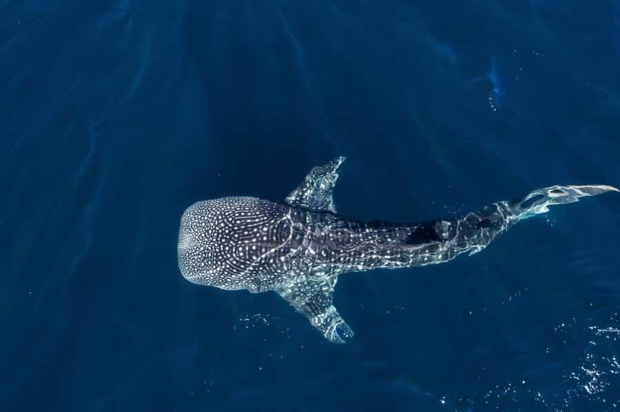 Muscat: Daymaniat Islands Snorkeling Tour with Refreshments - Key things I’d put on your priority list