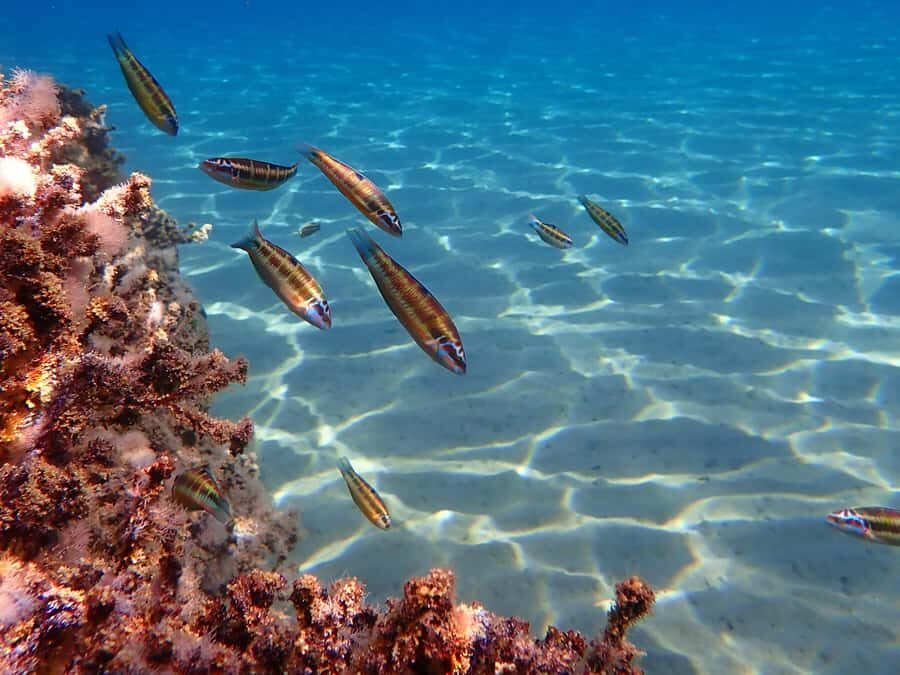 Muscat: Daymaniat Islands Snorkeling Tour with Refreshments - What you can realistically see: coral, rays, sharks, and the turtle-star factor