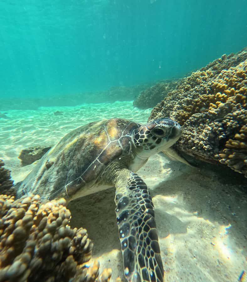 Muscat: Daymaniat Islands Snorkeling Tour with Refreshments - Who should book this Daymaniyat snorkeling tour (and who might not)