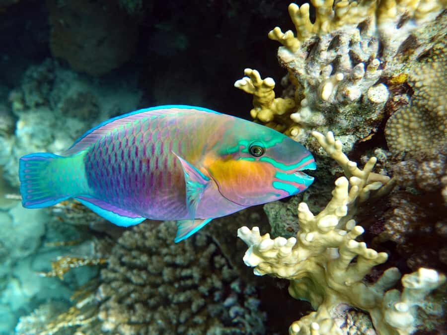 Muscat: Daymaniat Islands Snorkeling Tour with Refreshments - Should you book this Daymaniyat Islands snorkeling tour?