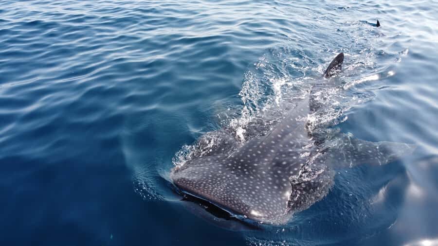 Muscat: Daymaniat Islands Tour - Key things you’ll care about