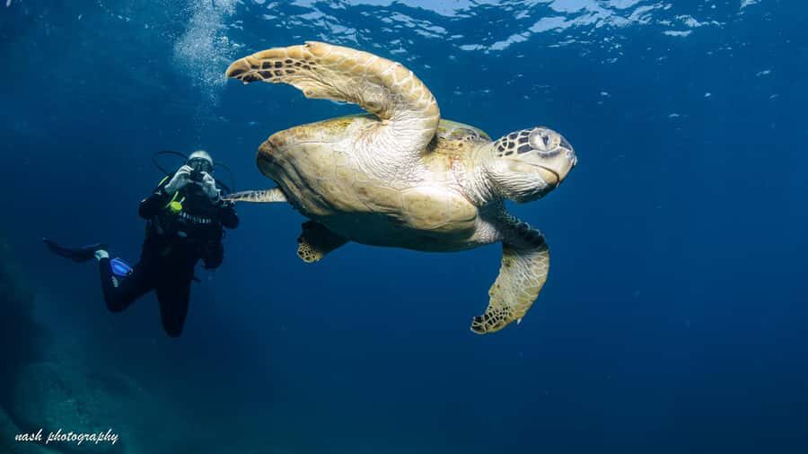 Muscat: Daymaniyat Island Scuba Dive 2 locations + BBQ Lunch - Key Highlights You’ll Actually Feel