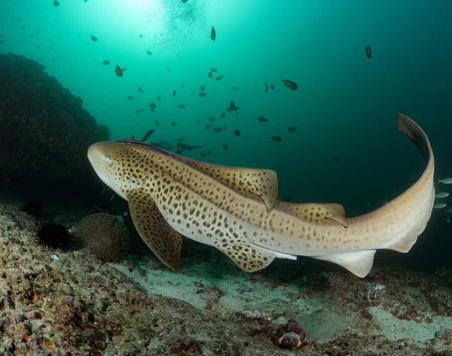 Muscat: Daymaniyat Island Scuba Dive 2 locations + BBQ Lunch - Surface Interval and BBQ Lunch: Fuel Without Killing the Vibe