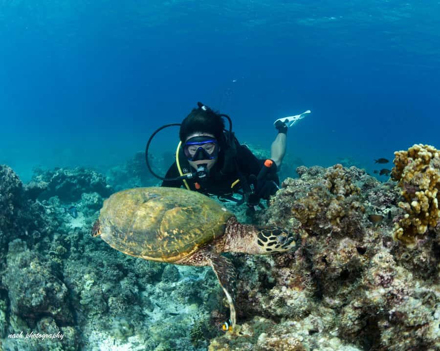 MUSCAT: Daymaniyat Island Snorkeling & Try-Dive + BBQ Lunch - Key highlights worth clocking