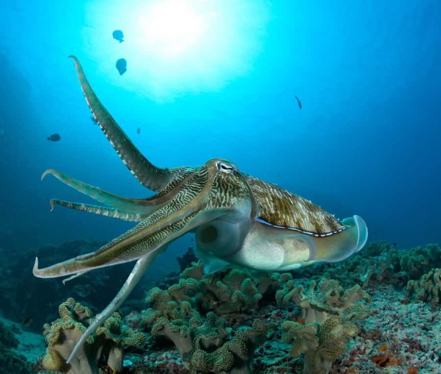 MUSCAT: Daymaniyat Island Snorkeling & Try-Dive + BBQ Lunch - The 1-on-1 scuba try session: what you get for your money