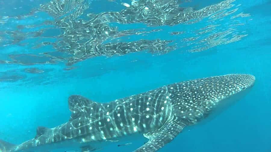 Muscat: Daymaniyat Island Snorkeling with Turtles Tour - The seasonal reality check: May–October landing and beach walking limits