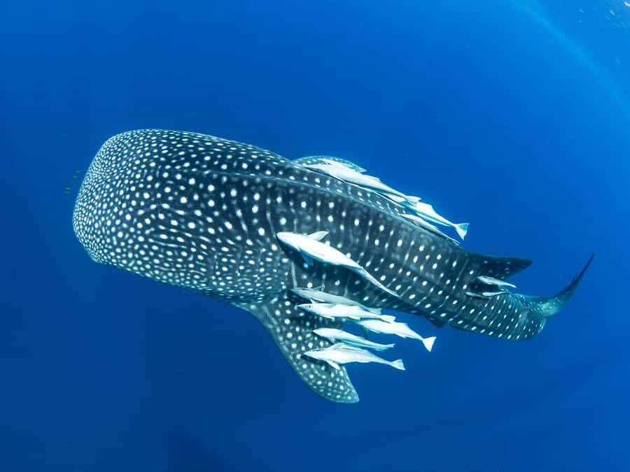 Muscat: Daymaniyat Islands Snorkeling Tour - Key things I think you’ll care about most