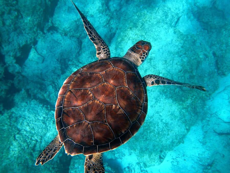 Muscat: Daymaniyat Islands Snorkeling Tour - Daymaniyat Islands snorkeling: what you’re really buying