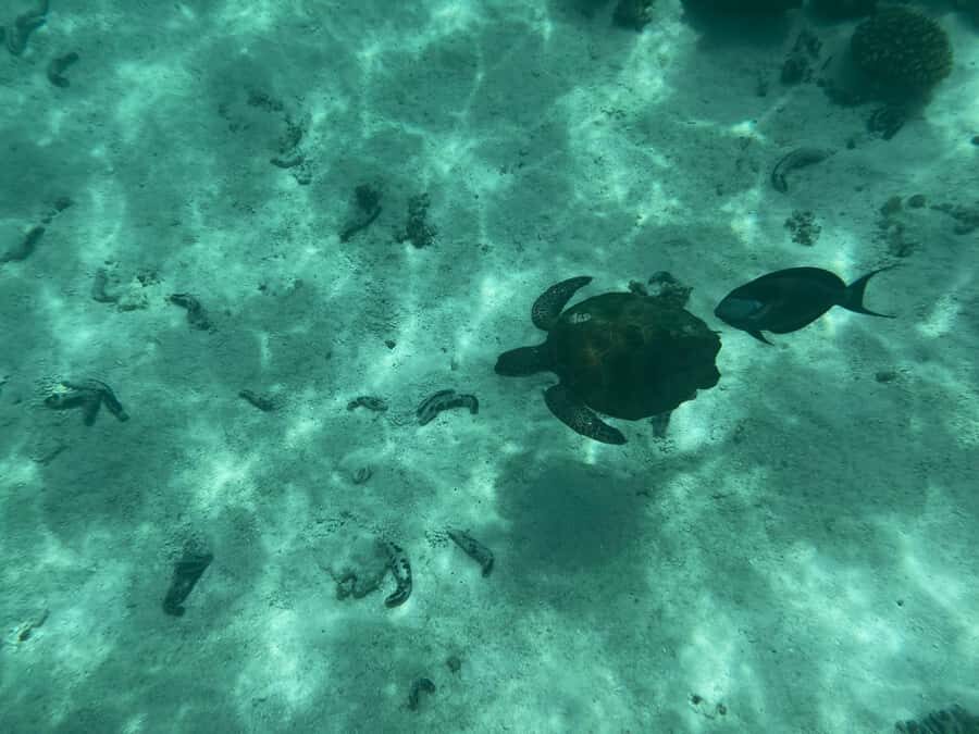 Muscat: Daymaniyat Islands Snorkeling Tour - On the water: the boat ride reality check