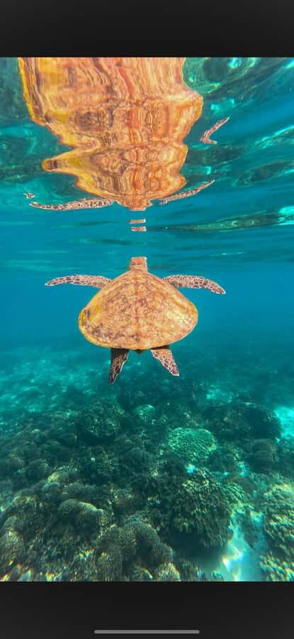 Muscat: Daymaniyat Islands Snorkeling Tour - Your gear and what to bring (so you’re not stuck mid-day)