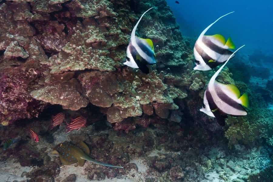 Muscat: Daymaniyat Islands Snorkeling Trip with BBQ Lunch - The Catamaran Part: Sundeck Time + Bathrooms That Work