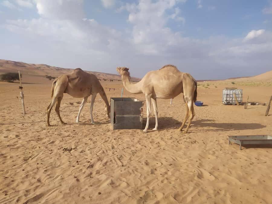 Muscat: Desert & Wadi Bani Khalid Tour with Quad Bike Option - What to bring: your day will be hotter and wetter than you think