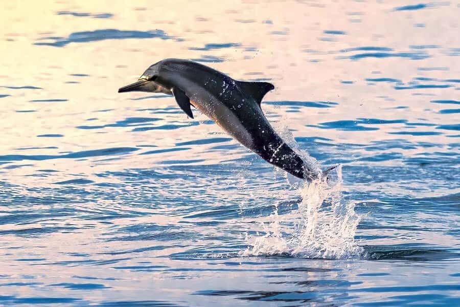 Muscat: Dolphin Watch & Snorkel Excursion - Quick Takeaways From This Muscat Dolphin Watch and Snorkel Tour
