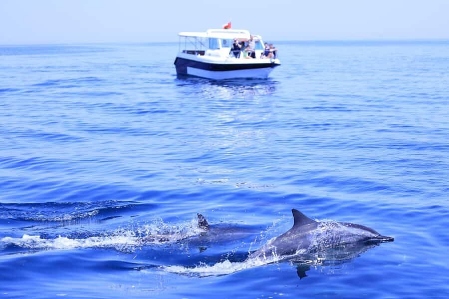Muscat: Dolphin Watch & Snorkel Excursion - Speedboat Time and Onboard Comfort That Actually Matters