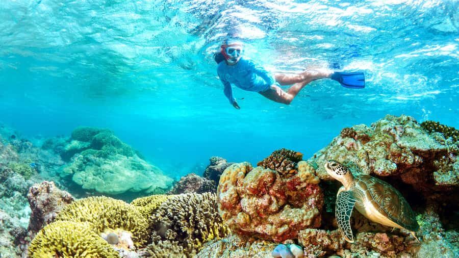 Muscat: Dolphin Watching and Snorkeling Tour - Dolphins first, turtles next: the real shape of this 4-hour tour