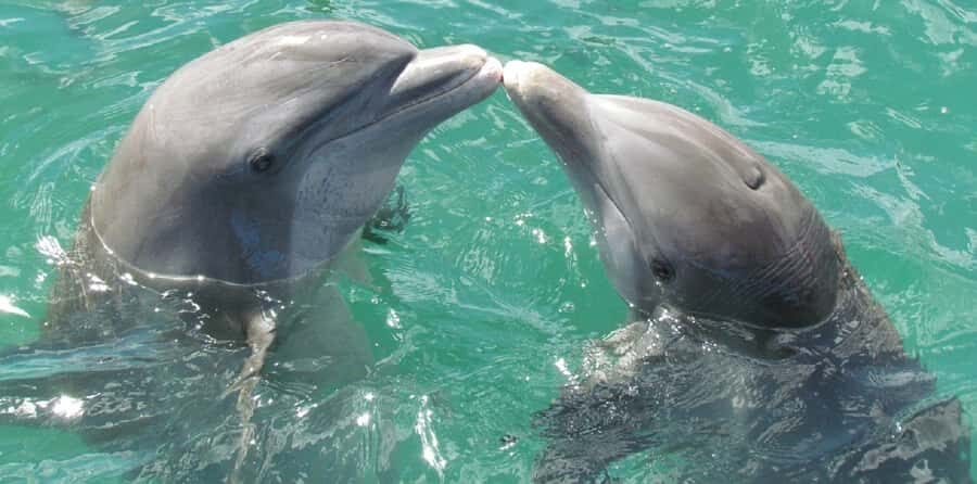 Muscat: Dolphin Watching and Snorkeling Tour - A few practical tips before you go