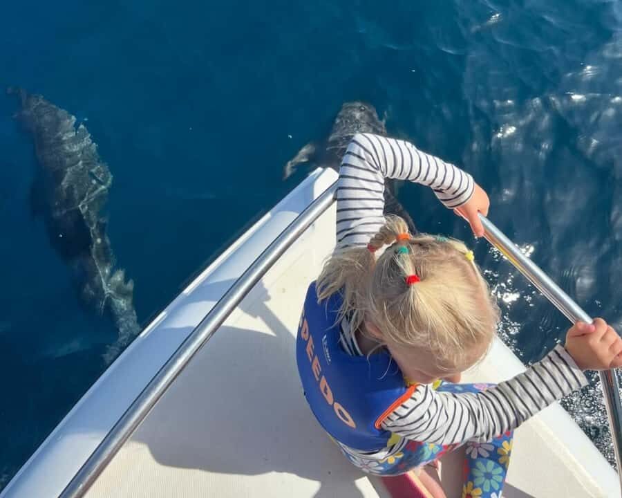 Muscat: Dolphin Watching Boat Amazing Trip - A 2-hour dolphin hunt from Marina Bandar al Rowdha